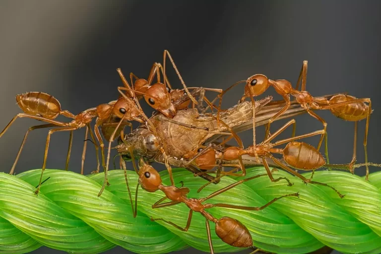 Mrówki mogą doprowadzić do wielu szkód w naszym mieszkaniu i domu